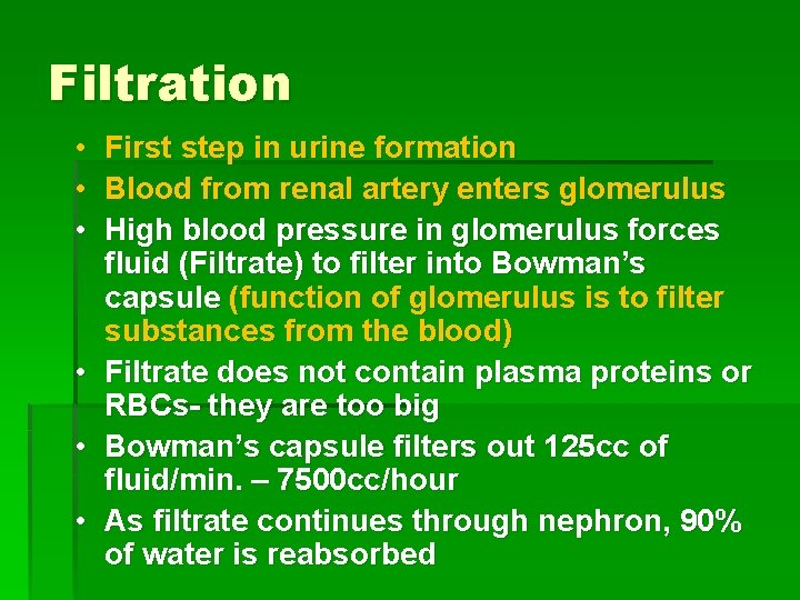 Filtration • • • First step in urine formation Blood from renal artery enters