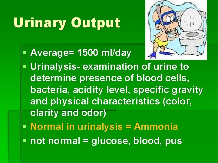 Urinary Output § Average= 1500 ml/day § Urinalysis- examination of urine to determine presence