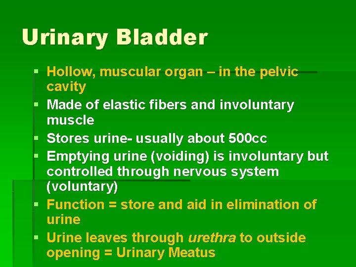 Urinary Bladder § Hollow, muscular organ – in the pelvic cavity § Made of