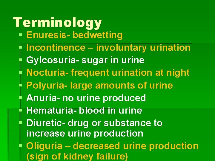 Terminology § § § § Enuresis- bedwetting Incontinence – involuntary urination Gylcosuria- sugar in