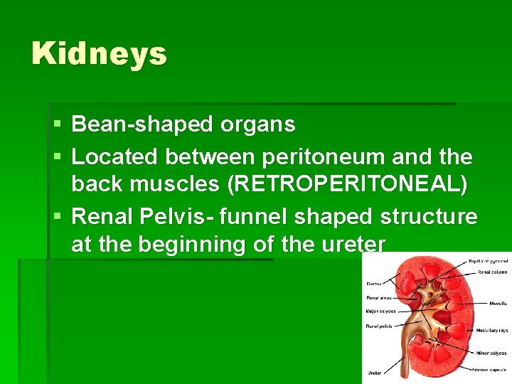 Kidneys § Bean-shaped organs § Located between peritoneum and the back muscles (RETROPERITONEAL) §