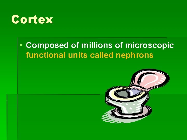 Cortex § Composed of millions of microscopic functional units called nephrons 