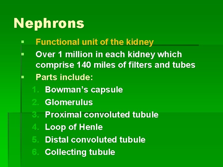 Nephrons § § Functional unit of the kidney Over 1 million in each kidney