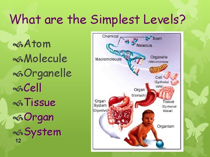 What are the Simplest Levels? Atom Molecule Organelle Cell Tissue Organ System 12 