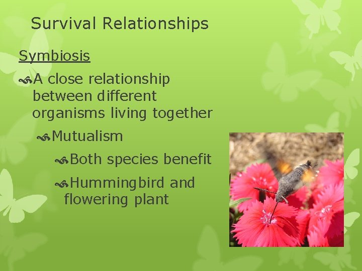 Survival Relationships Symbiosis A close relationship between different organisms living together Mutualism Both species