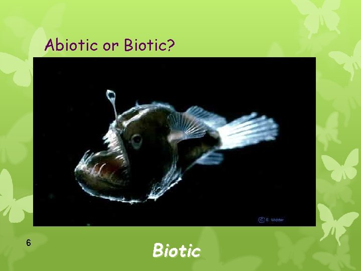 Abiotic or Biotic? 6 Biotic 