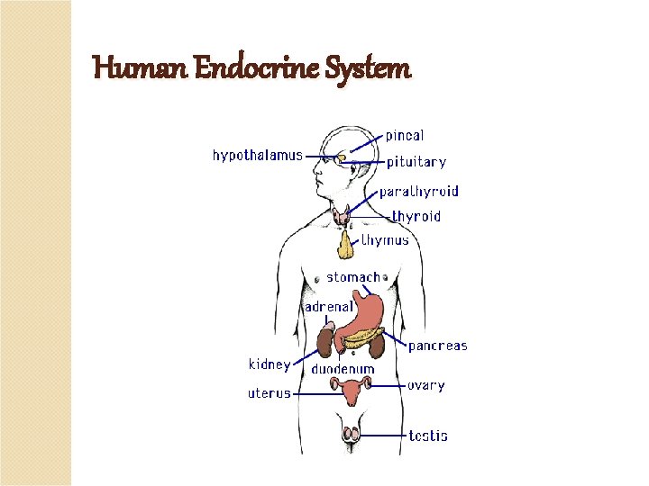 Human Endocrine System 