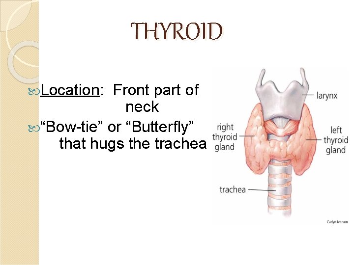 THYROID Location: Front part of neck “Bow-tie” or “Butterfly” that hugs the trachea 