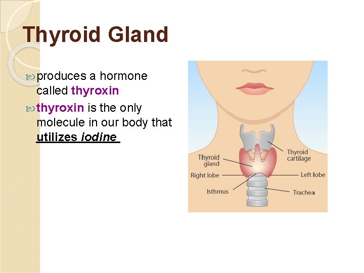 Thyroid Gland produces a hormone called thyroxin is the only molecule in our body