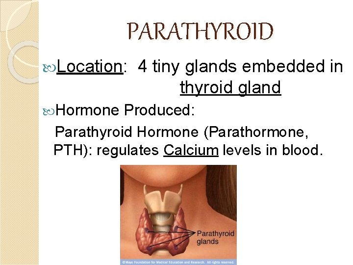 PARATHYROID Location: Hormone 4 tiny glands embedded in thyroid gland Produced: Parathyroid Hormone (Parathormone,
