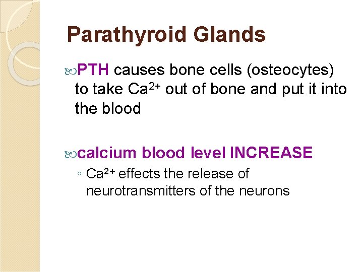 Parathyroid Glands PTH causes bone cells (osteocytes) to take Ca 2+ out of bone