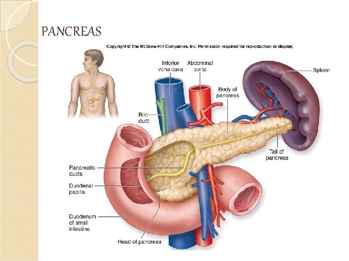 PANCREAS 