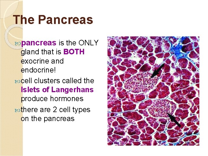 The Pancreas pancreas is the ONLY gland that is BOTH exocrine and endocrine! cell