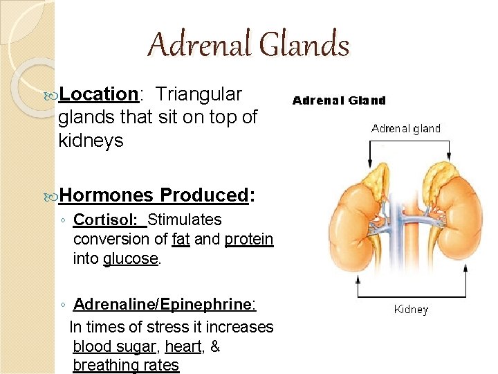 Adrenal Glands Location: Triangular glands that sit on top of kidneys Hormones Produced: ◦