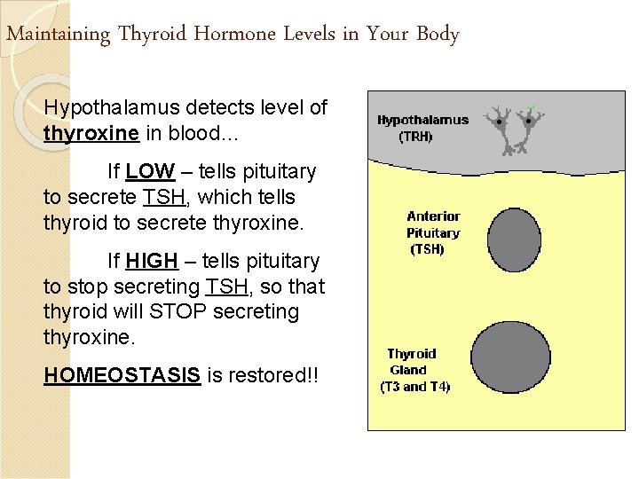 Maintaining Thyroid Hormone Levels in Your Body Hypothalamus detects level of thyroxine in blood…