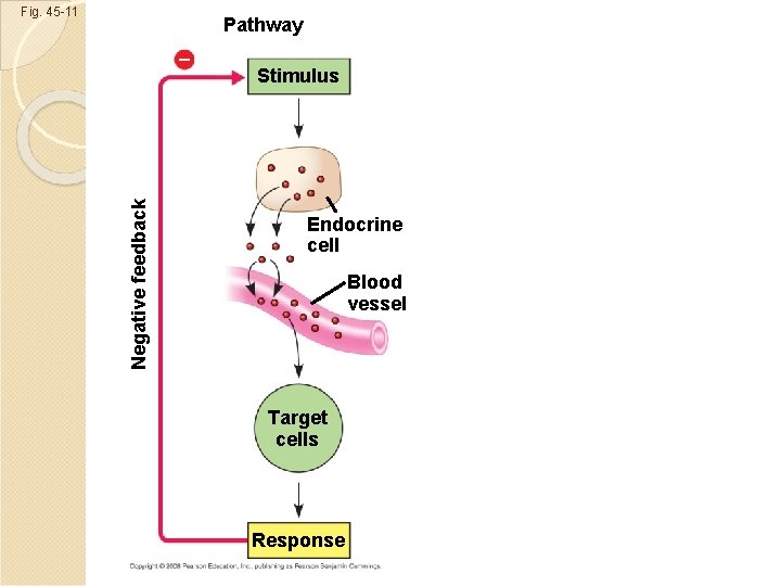 Fig. 45 -11 Pathway Negative feedback – Stimulus Endocrine cell Blood vessel Target cells