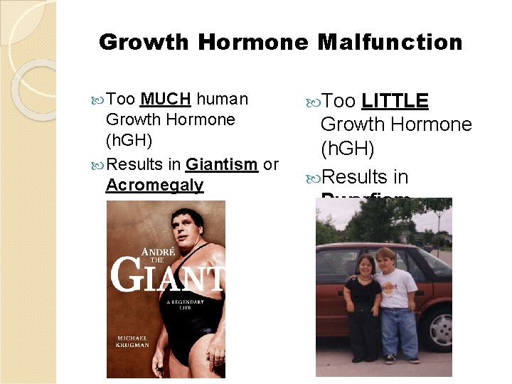 Growth Hormone Malfunction Too MUCH human Growth Hormone (h. GH) Results in Giantism or