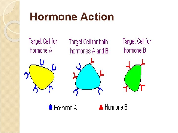 Hormone Action 