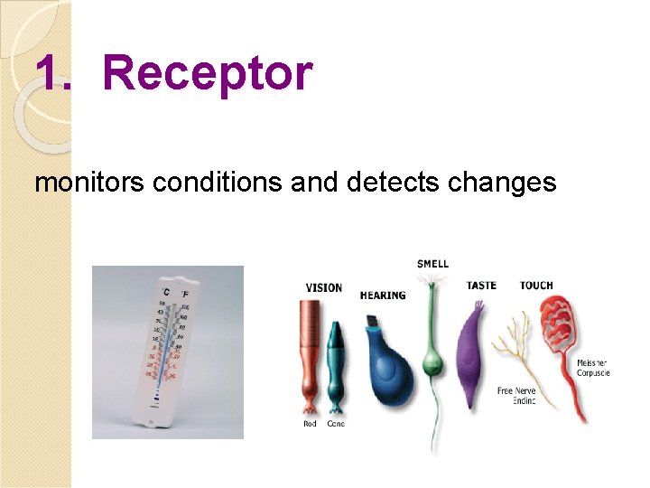 1. Receptor monitors conditions and detects changes 