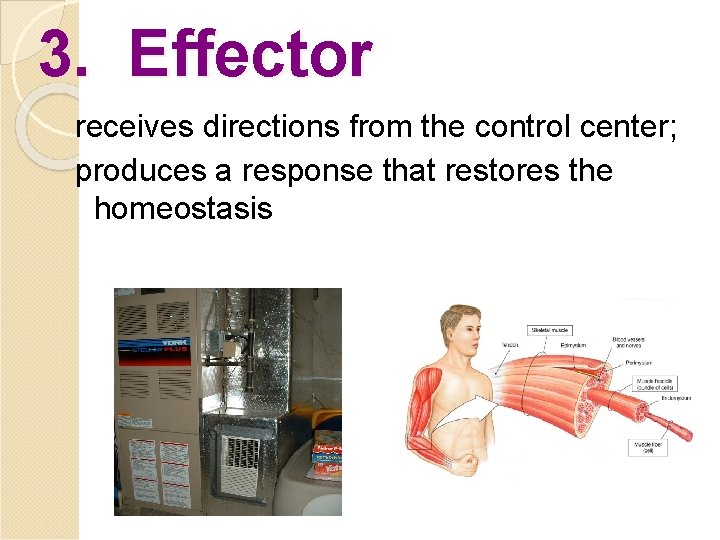 3. Effector receives directions from the control center; produces a response that restores the