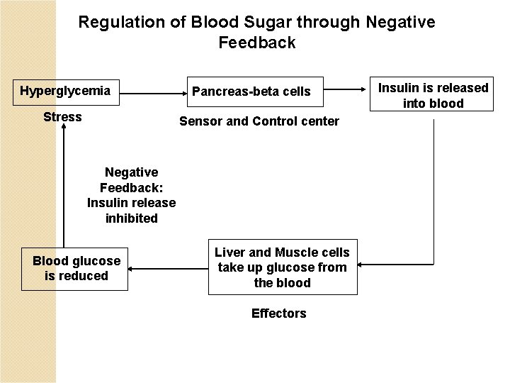 Regulation of Blood Sugar through Negative Feedback Hyperglycemia Stress Pancreas-beta cells Sensor and Control