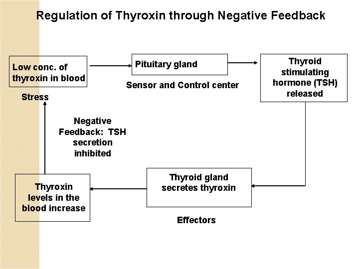 Regulation of Thyroxin through Negative Feedback Low conc. of thyroxin in blood Pituitary gland