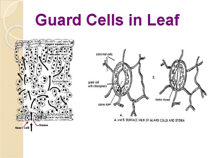 Guard Cells in Leaf 