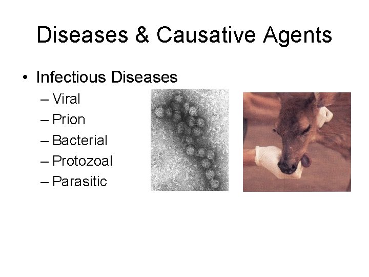 Diseases & Causative Agents • Infectious Diseases – Viral – Prion – Bacterial –