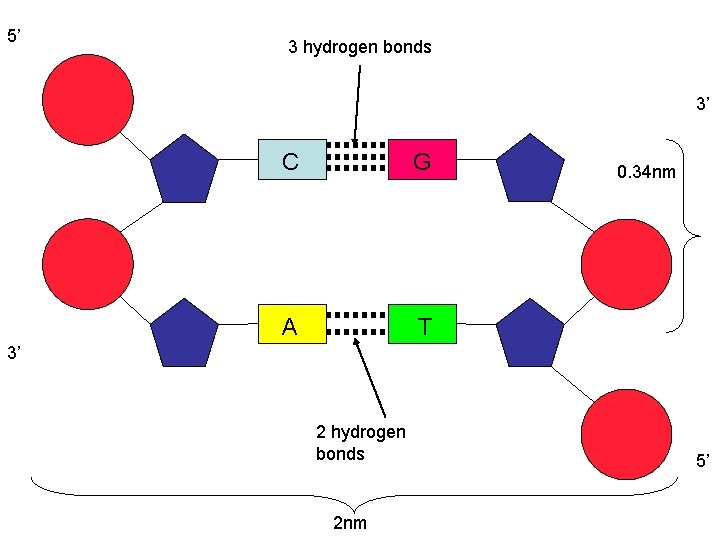 5’ 3 hydrogen bonds 3’ C G A T 0. 34 nm 3’ 2