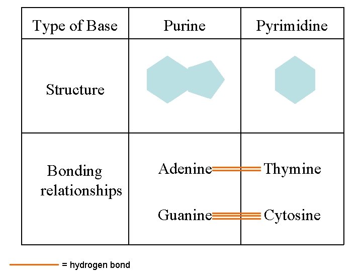 Type of Base Purine Pyrimidine Adenine Thymine Guanine Cytosine Structure Bonding relationships = hydrogen