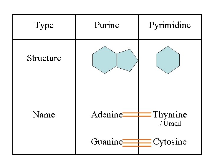 Type Purine Pyrimidine Adenine Thymine Structure Name / Uracil Guanine Cytosine 