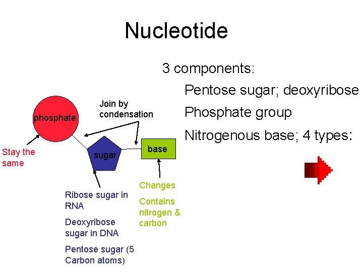 Nucleotide 3 components: Pentose sugar; deoxyribose phosphate Join by condensation Phosphate group Nitrogenous base;