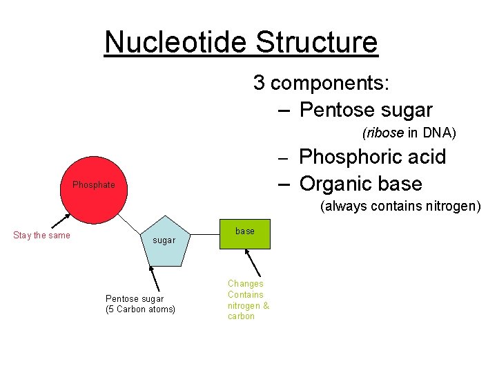 Nucleotide Structure 3 components: – Pentose sugar (ribose in DNA) – Phosphoric acid –