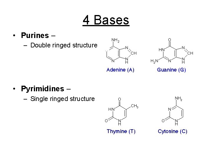 4 Bases • Purines – – Double ringed structure • Pyrimidines – – Single