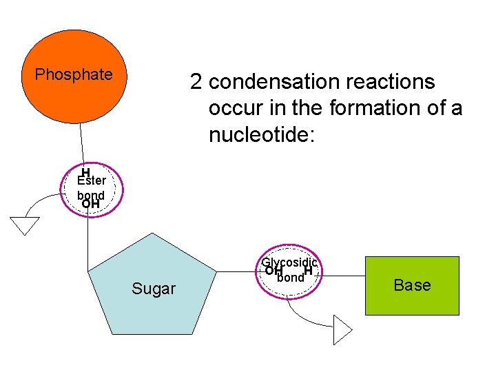 Phosphate 2 condensation reactions occur in the formation of a nucleotide: H Ester bond
