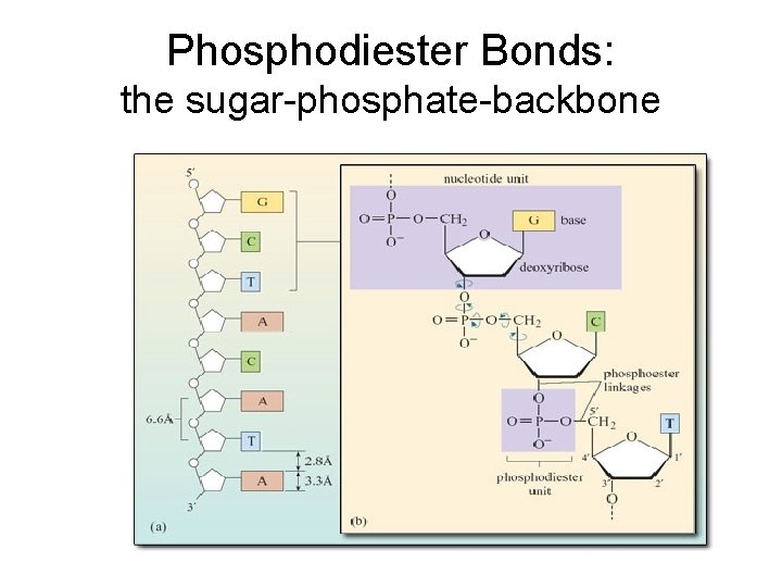 Phosphodiester Bonds: the sugar-phosphate-backbone 