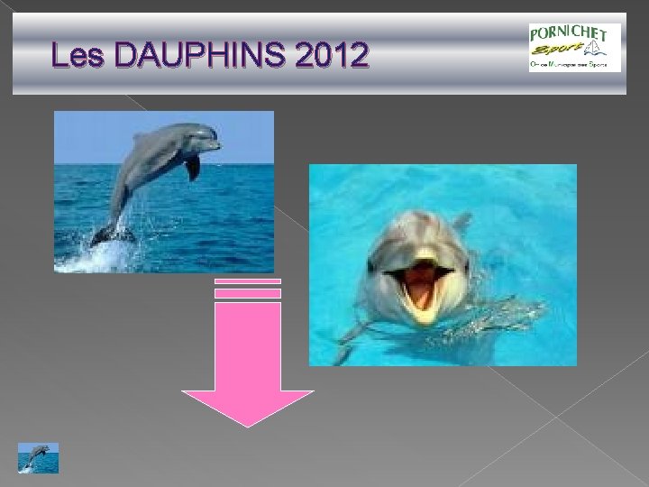 Les DAUPHINS 2012 