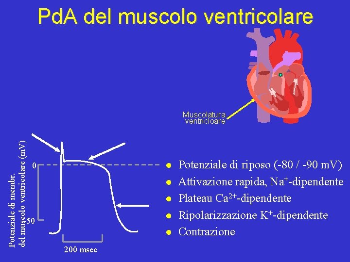 Pd. A del muscolo ventricolare Potenziale di membr. del muscolo ventricolare (m. V) Muscolatura