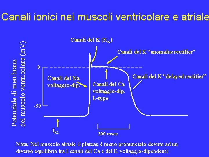 Potenziale di membrana del muscolo ventricolare (m. V) Canali ionici nei muscoli ventricolare e