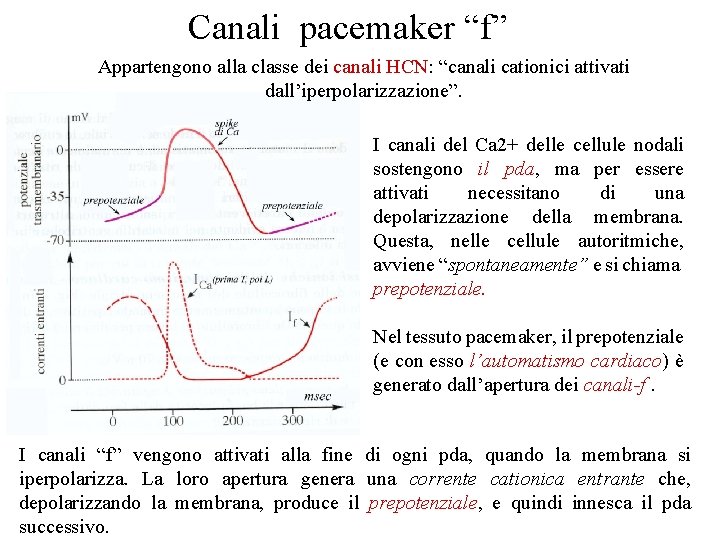 Canali pacemaker “f” Appartengono alla classe dei canali HCN: “canali cationici attivati dall’iperpolarizzazione”. I