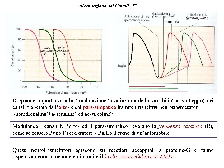 Modulazione dei Canali “f” Di grande importanza è la “modulazione” (variazione della sensibilità al