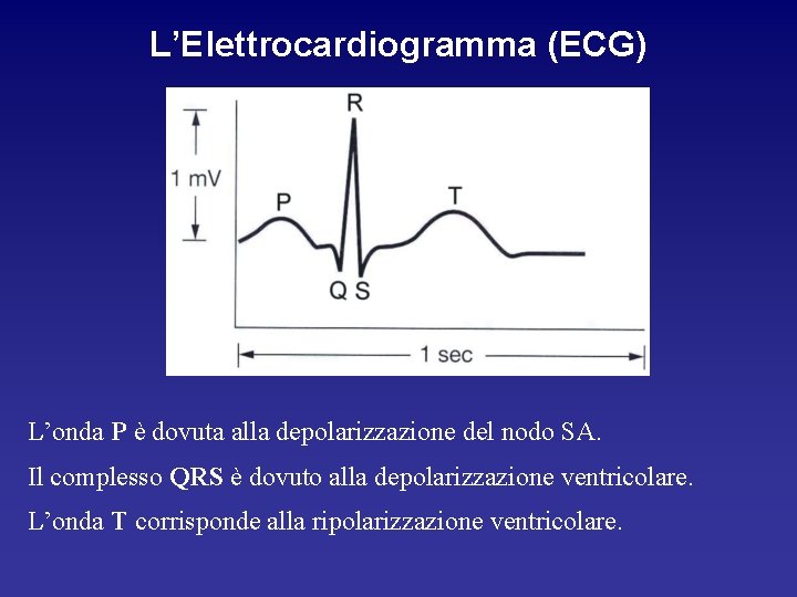 L’Elettrocardiogramma (ECG) L’onda P è dovuta alla depolarizzazione del nodo SA. Il complesso QRS