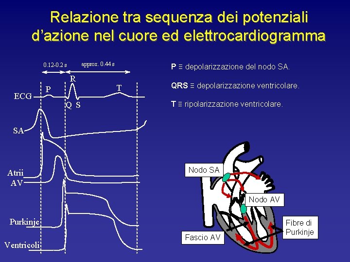 Relazione tra sequenza dei potenziali d’azione nel cuore ed elettrocardiogramma approx. 0. 44 s