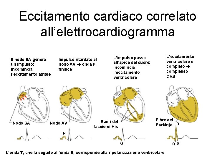 Eccitamento cardiaco correlato all’elettrocardiogramma Il nodo SA genera un impulso: incomincia l’eccitamento atriale Nodo