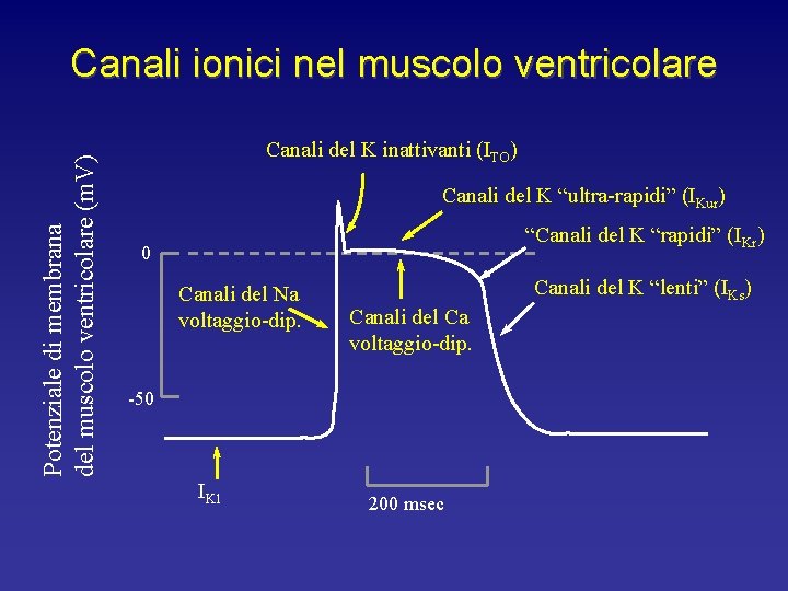 Potenziale di membrana del muscolo ventricolare (m. V) Canali ionici nel muscolo ventricolare Canali