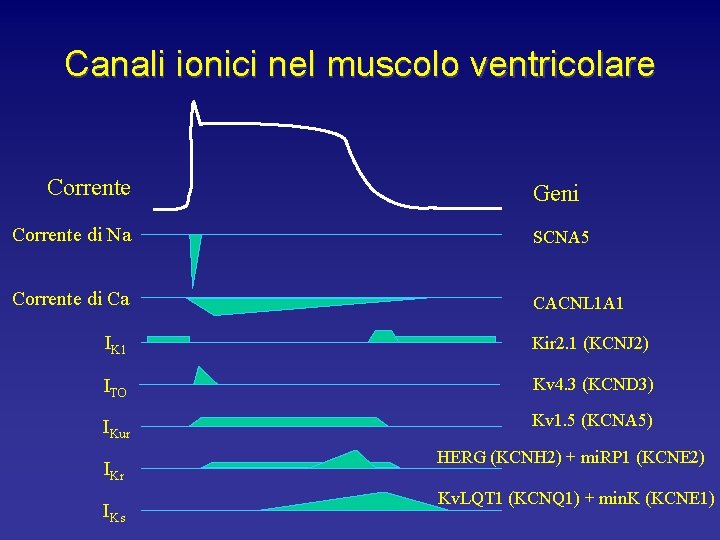 Canali ionici nel muscolo ventricolare Corrente Geni Corrente di Na SCNA 5 Corrente di