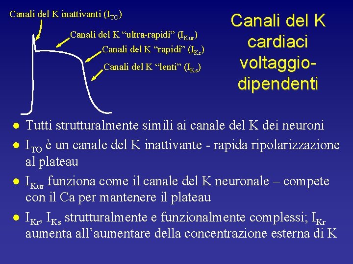 Canali del K inattivanti (ITO) Canali del K “ultra-rapidi” (IKur) Canali del K “rapidi”