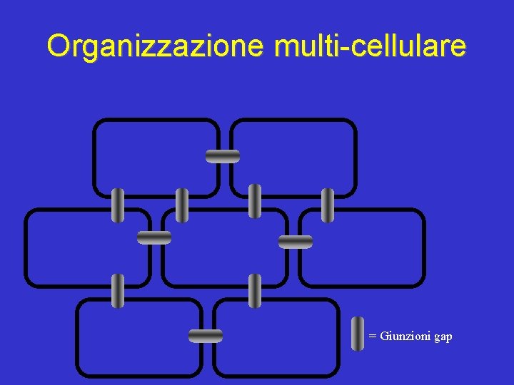 Organizzazione multi-cellulare = Giunzioni gap 