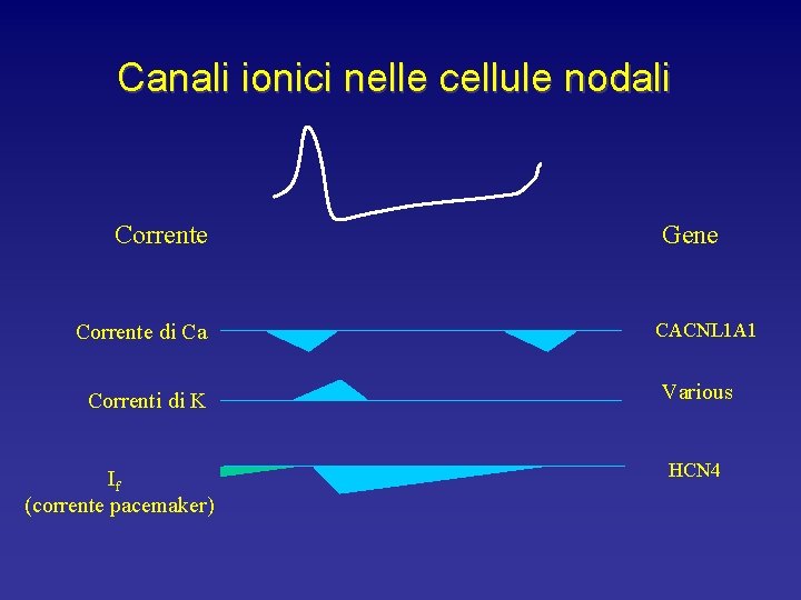 Canali ionici nelle cellule nodali Corrente di Ca Correnti di K If (corrente pacemaker)