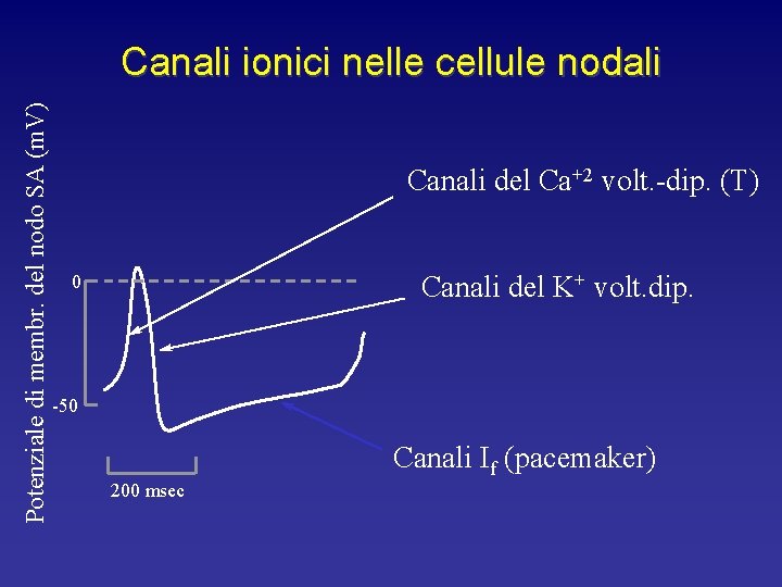 Potenziale di membr. del nodo SA (m. V) Canali ionici nelle cellule nodali Canali